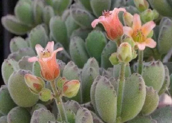 植物百科|熊童子会开花吗 开花后会死吗