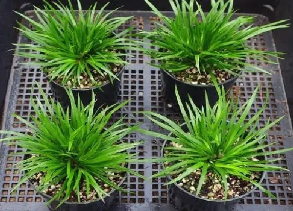 植物浇水|如何给花浇水才正确（长期不浇花不让花枯死的秘诀）