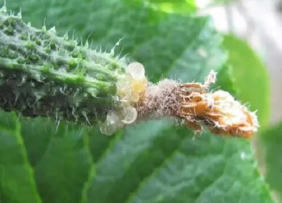 植物虫害|大棚黄瓜病虫害防治技术与方法