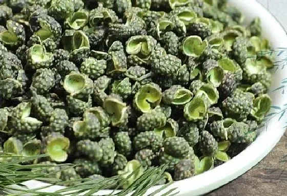 植物百科|花椒和麻椒一样吗 是同一种东西吗[区别]