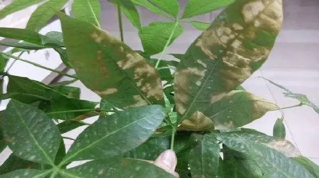 植物虫害|发财树长虫子怎么办 病虫害治理方法及妙招