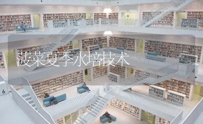 菠菜夏季水培技术 | 蔬菜种植