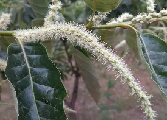 植物香味|板栗花的味道像什么味道（栗子花味道和什么味道差不多）