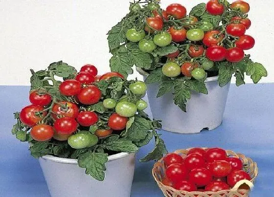 植物种类|瓜果类蔬菜有哪些 瓜果类常见蔬菜品种大全（图片）