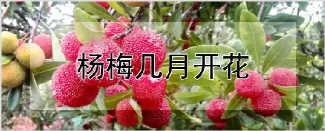 杨梅几月开花 | 耕种资料