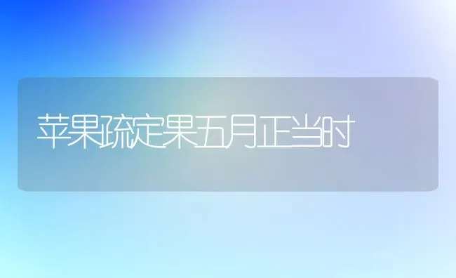 苹果疏定果五月正当时 | 瓜果种植