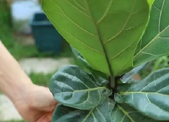 植物修剪|琴叶榕怎么修剪方法