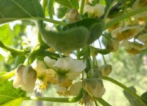 开花时间|猕猴桃什么时候开花 几月份开花