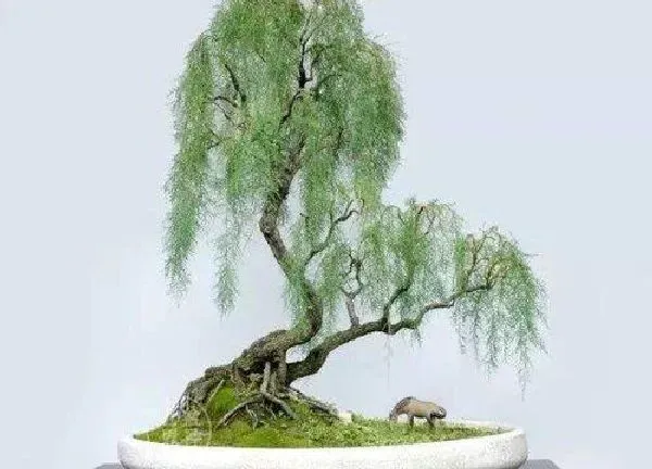 盆景|柽柳盆景养护方法和注意事项