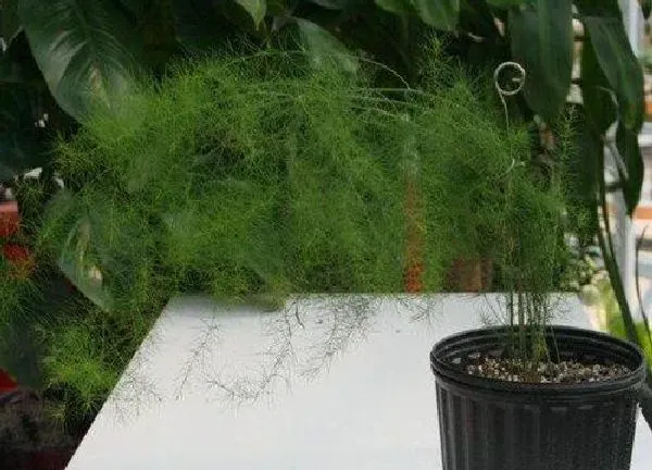 养殖科普|芦笋可以种在花盆里吗