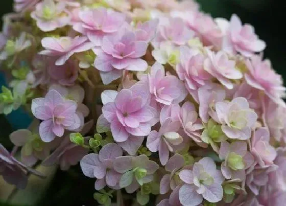 开花时间|花手鞠绣球一年开几次花 花期是几月