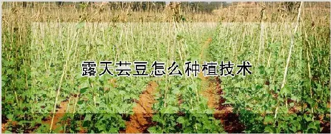 露天芸豆怎么种植技术 | 农业技术