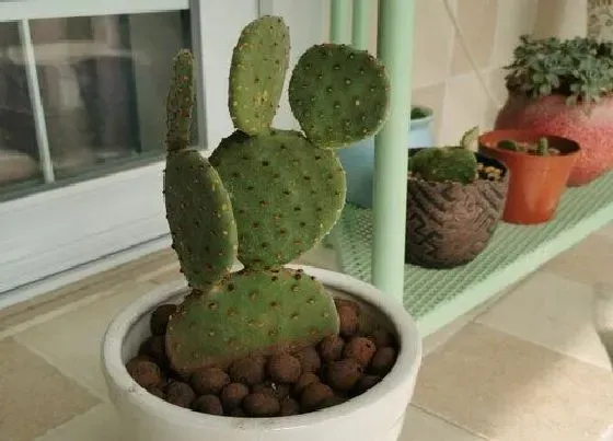 种植土壤|仙人掌土怎么配制 栽仙人掌营养土的最佳配方