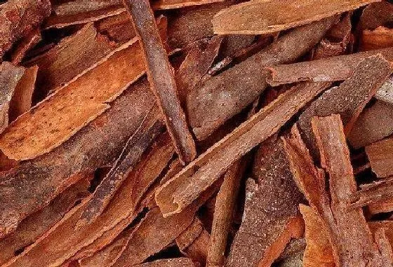 植物百科|肉桂和桂皮一样吗 是同一种东西吗[区别]