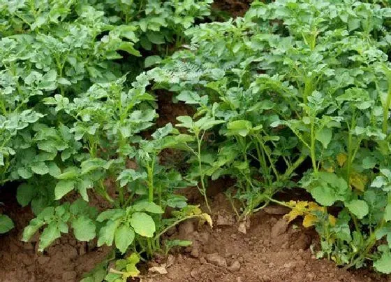 种植管理|土豆什么季节种植合适