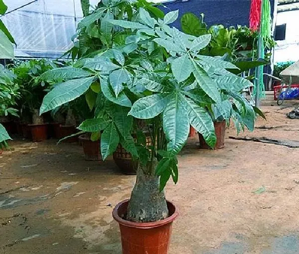 植物扦插|发财树插枝能活吗 掌握扦插时间和方法成活率高