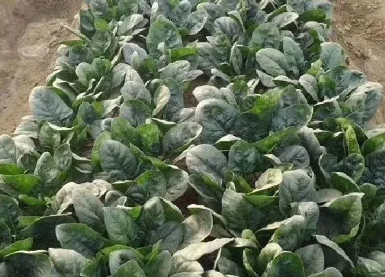 植物百科|菠菜耐阴吗