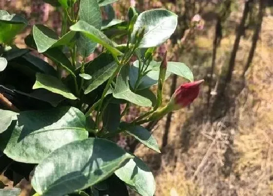 植物百科|飘香藤对人身体有害吗