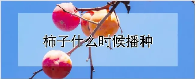 柿子什么时候播种 | 农业科普