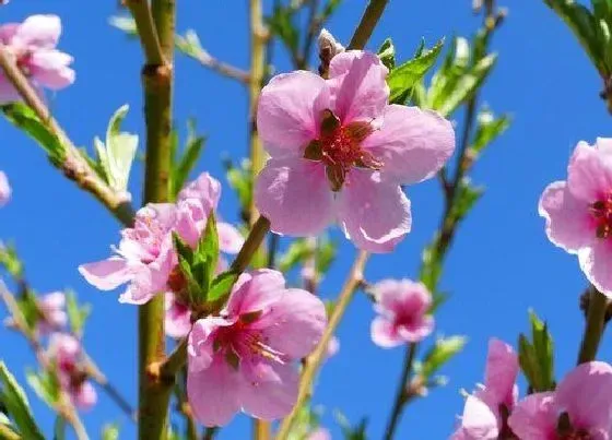 花朵|桃花是哪个季节开的花（桃花什么时候开放）