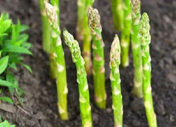 植物移栽|芦笋什么时候移栽最合适