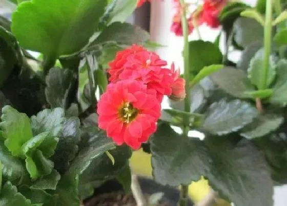 植物施肥|如意花施什么肥最好