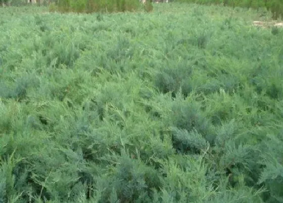 植物百科|沙地柏属于什么植物类型