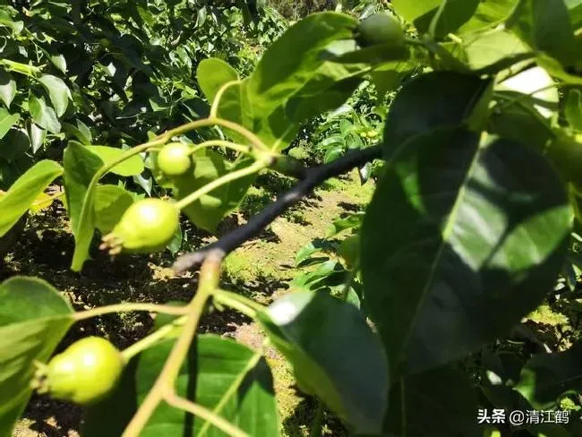 植物施肥|果树缺钙用什么肥料最适合，果树需补什么钙肥最好）