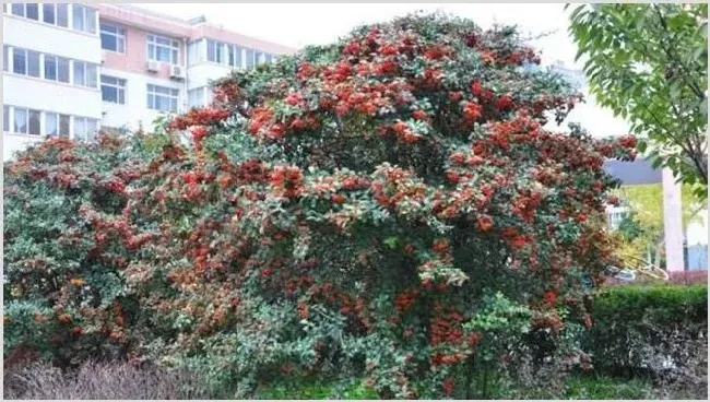 沙棘果种植技术讲解 | 自然知识