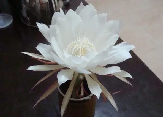 习性特点|昙花的生长习性特点和生长环境条件