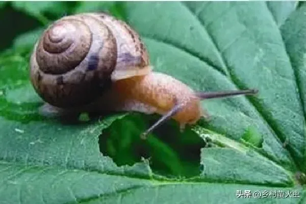 植物虫害|菜叶上鼻涕虫蜗牛用什么方法杀死（怎么防治能彻底消灭）