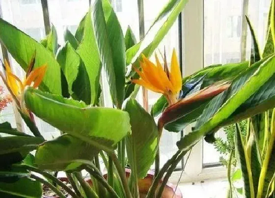 花期|仙鹤来花期是什么时候