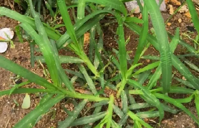 植物百科|马唐和牛筋草的区别