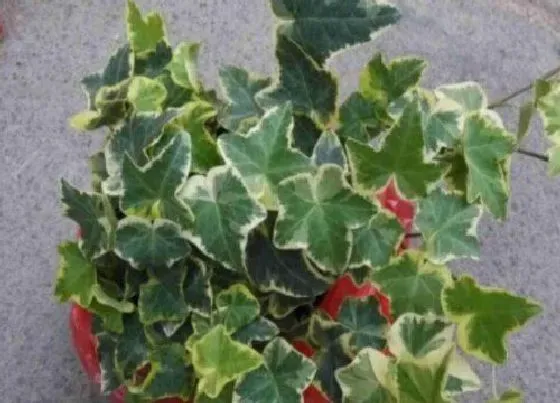植物繁殖|常春藤怎么繁殖方法和注意事项