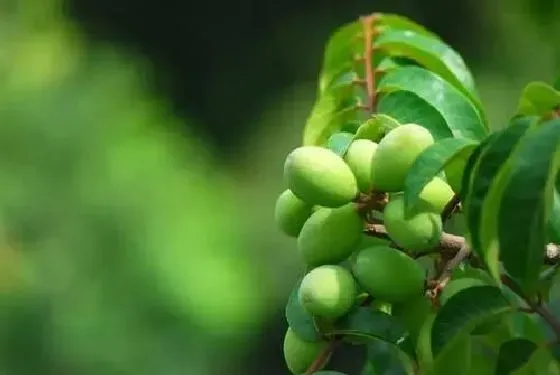 植物虫害|橄榄钻心虫防治方法