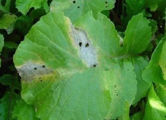 植物病害|萝卜炭疽病的发病原因及治疗方法