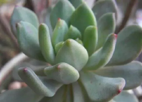 植物修剪|多肉蓝苹果徒长了怎么办