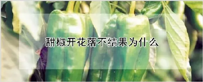 甜椒开花落不结果为什么 | 养殖技术