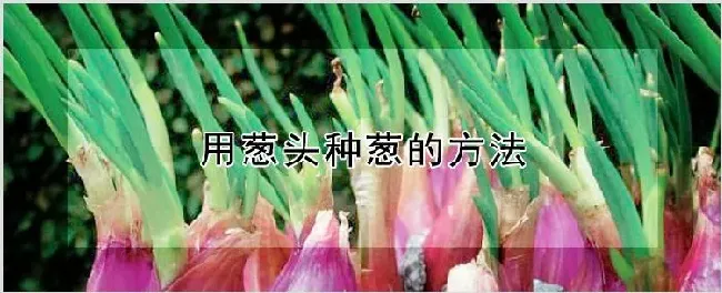 用葱头种葱的方法 | 农业技术