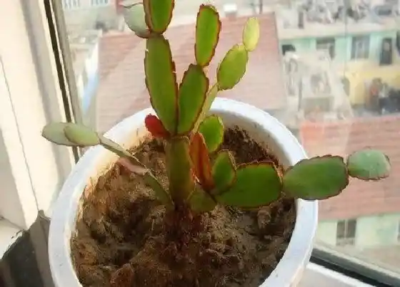 根部|蟹爪兰的根是什么样子的