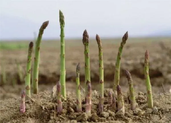 植物移栽|芦笋什么时候移栽最合适