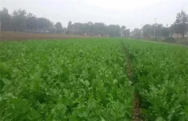 植物育苗|芹菜什么时候育苗最好，芹菜播种育苗方法和栽种时间）