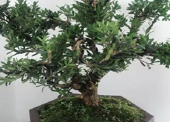 植物种类|小叶黄杨是木本植物吗