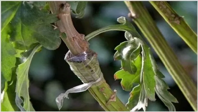 菊花怎么嫁接 | 自然知识