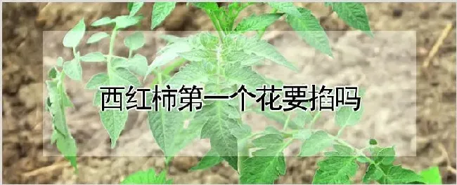 西红柿第一个花要掐吗 | 农业科普