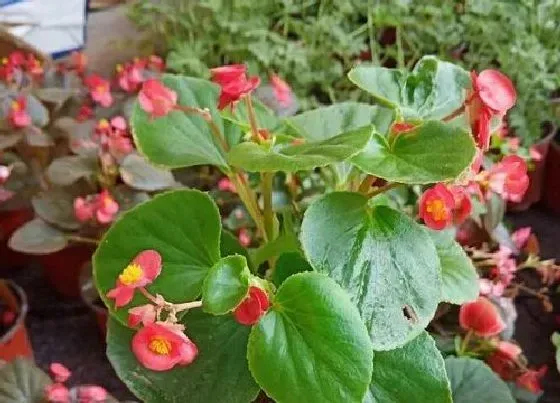 植物百科|玻璃翠的繁殖方法