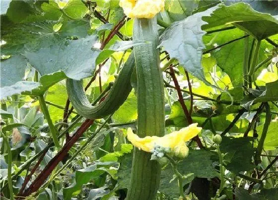 植物百科|丝瓜是什么季节的菜