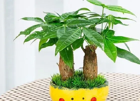 植物施肥|发财树施什么肥最好