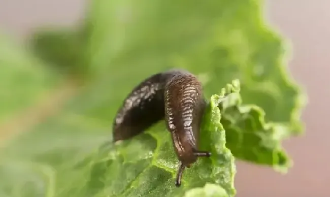 植物虫害|菜叶上鼻涕虫蜗牛用什么方法杀死（怎么防治能彻底消灭）