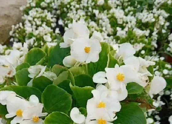 植物百科|玻璃翠的繁殖方法